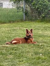 ZOSYA, Hund, Mischlingshund in Zarrentin - Bild 3
