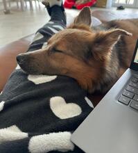 ZOSYA, Hund, Mischlingshund in Zarrentin - Bild 4
