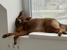 ZOSYA, Hund, Mischlingshund in Zarrentin - Bild 5