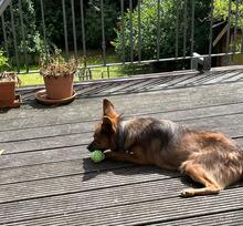 ZOSYA, Hund, Mischlingshund in Zarrentin - Bild 6