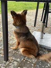 ZOSYA, Hund, Mischlingshund in Zarrentin - Bild 7