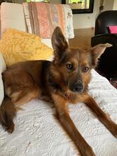 ZOSYA, Hund, Mischlingshund in Zarrentin - Bild 8