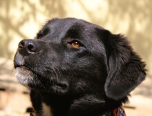 JOJO, Hund, Mischlingshund in Griechenland - Bild 1