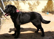 JOJO, Hund, Mischlingshund in Griechenland - Bild 2