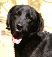 JOJO, Hund, Mischlingshund in Griechenland - Bild 3