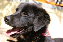 JOJO, Hund, Mischlingshund in Griechenland - Bild 4