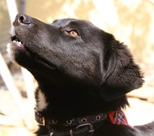 JOJO, Hund, Mischlingshund in Griechenland - Bild 5