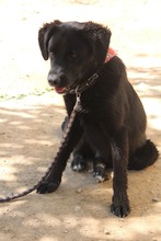 JOJO, Hund, Mischlingshund in Griechenland - Bild 6