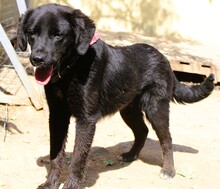 JOJO, Hund, Mischlingshund in Griechenland - Bild 7