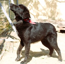 JOJO, Hund, Mischlingshund in Griechenland - Bild 8