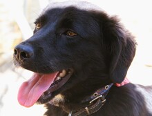 JOJO, Hund, Mischlingshund in Griechenland - Bild 9