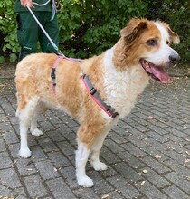 MIMI, Hund, Collie-Labrador-Mix in Grevenbroich - Bild 1