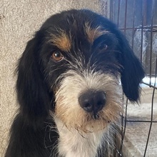 PANDRA, Hund, Mischlingshund in Griechenland - Bild 1