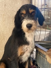 PANDRA, Hund, Mischlingshund in Griechenland - Bild 10