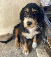 PANDRA, Hund, Mischlingshund in Griechenland - Bild 2