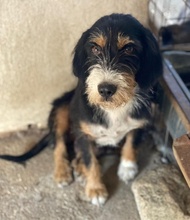 PANDRA, Hund, Mischlingshund in Griechenland - Bild 4