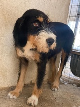 PANDRA, Hund, Mischlingshund in Griechenland - Bild 5