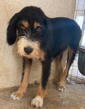 PANDRA, Hund, Mischlingshund in Griechenland - Bild 6