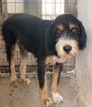 PANDRA, Hund, Mischlingshund in Griechenland - Bild 7