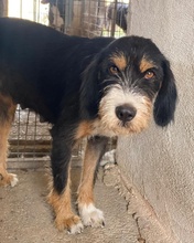 PANDRA, Hund, Mischlingshund in Griechenland - Bild 9