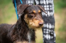 TREVOR, Hund, Dackel-Terrier Mischling in Ungarn - Bild 1