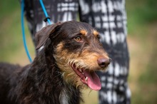 TREVOR, Hund, Dackel-Terrier Mischling in Ungarn - Bild 10