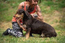 TREVOR, Hund, Dackel-Terrier Mischling in Ungarn - Bild 11