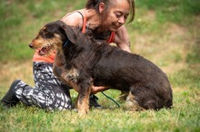 TREVOR, Hund, Dackel-Terrier Mischling in Ungarn - Bild 12