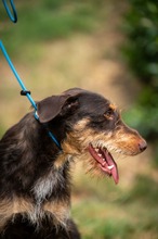 TREVOR, Hund, Dackel-Terrier Mischling in Ungarn - Bild 13