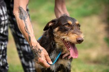 TREVOR, Hund, Dackel-Terrier Mischling in Ungarn - Bild 14