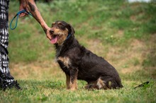 TREVOR, Hund, Dackel-Terrier Mischling in Ungarn - Bild 15