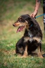 TREVOR, Hund, Dackel-Terrier Mischling in Ungarn - Bild 16