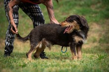 TREVOR, Hund, Dackel-Terrier Mischling in Ungarn - Bild 17
