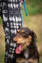 TREVOR, Hund, Dackel-Terrier Mischling in Ungarn - Bild 18