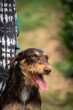 TREVOR, Hund, Dackel-Terrier Mischling in Ungarn - Bild 19