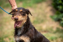 TREVOR, Hund, Dackel-Terrier Mischling in Ungarn - Bild 2