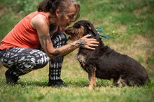 TREVOR, Hund, Dackel-Terrier Mischling in Ungarn - Bild 20