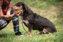 TREVOR, Hund, Dackel-Terrier Mischling in Ungarn - Bild 21