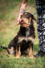 TREVOR, Hund, Dackel-Terrier Mischling in Ungarn - Bild 22
