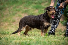 TREVOR, Hund, Dackel-Terrier Mischling in Ungarn - Bild 23