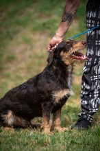 TREVOR, Hund, Dackel-Terrier Mischling in Ungarn - Bild 24
