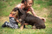 TREVOR, Hund, Dackel-Terrier Mischling in Ungarn - Bild 3