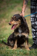 TREVOR, Hund, Dackel-Terrier Mischling in Ungarn - Bild 4
