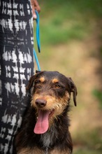 TREVOR, Hund, Dackel-Terrier Mischling in Ungarn - Bild 5