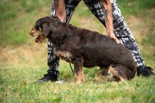 TREVOR, Hund, Dackel-Terrier Mischling in Ungarn - Bild 6