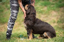 TREVOR, Hund, Dackel-Terrier Mischling in Ungarn - Bild 7