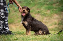 TREVOR, Hund, Dackel-Terrier Mischling in Ungarn - Bild 8