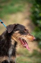 TREVOR, Hund, Dackel-Terrier Mischling in Ungarn - Bild 9