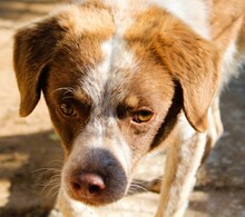 JACK, Hund, Mischlingshund in Griechenland - Bild 1