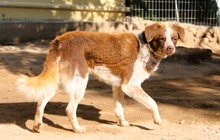 JACK, Hund, Mischlingshund in Griechenland - Bild 2
